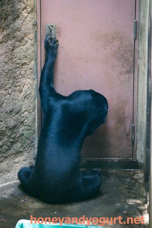 上野動物園 マレーグマ フジ