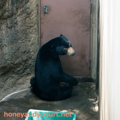 上野動物園 マレーグマ フジ
