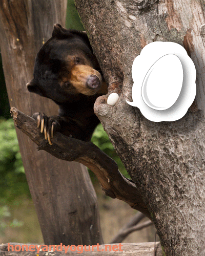 上野動物園　マレーグマ　アズマ