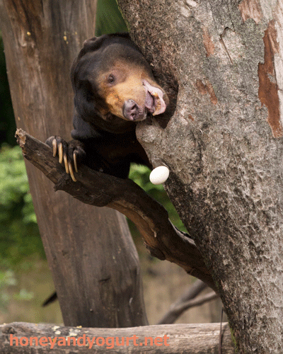 上野動物園　マレーグマ　アズマ
