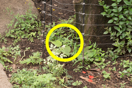 上野動物園　マレーグマ舎