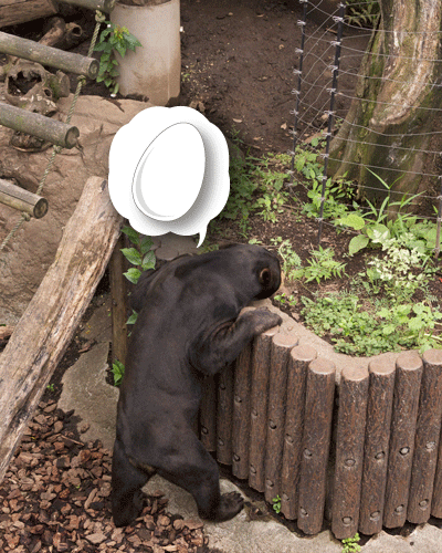 上野動物園　マレーグマ　アズマ