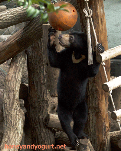 上野動物園 マレーグマ フジ