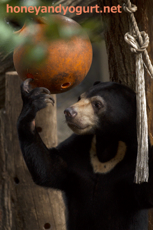 上野動物園 マレーグマ フジ