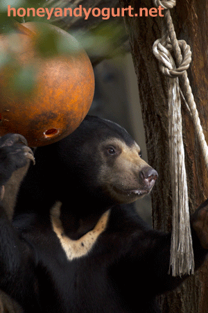 上野動物園 マレーグマ フジ