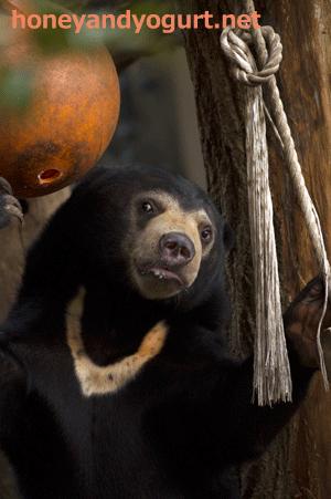 上野動物園 マレーグマ フジ