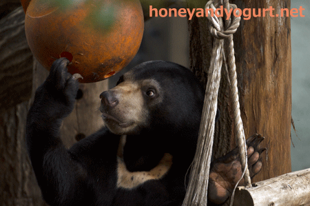 上野動物園 マレーグマ フジ