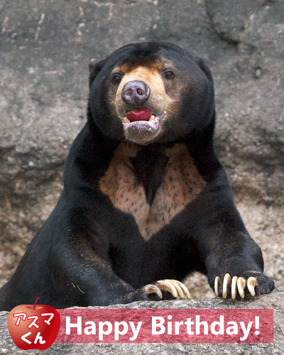 上野動物園　マレーグマ　アズマ