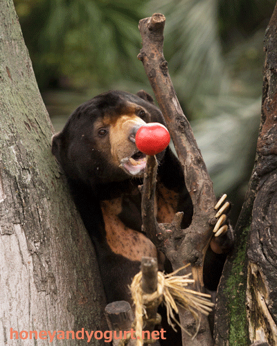 上野動物園　マレーグマ　アズマ