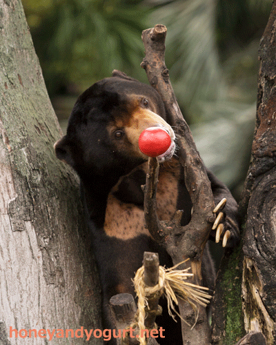 上野動物園　マレーグマ　アズマ