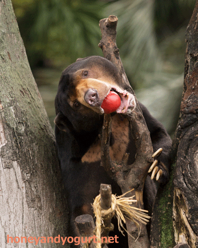 上野動物園　マレーグマ　アズマ
