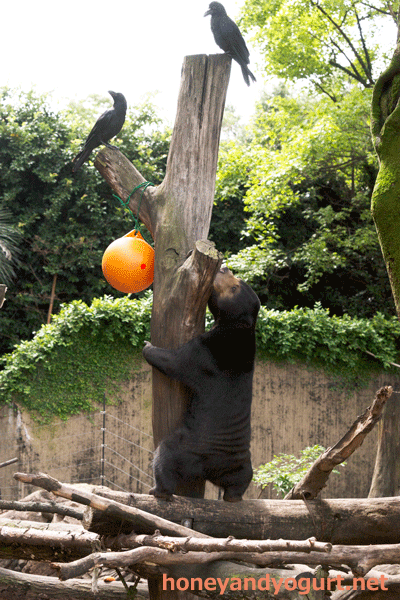 上野動物園　マレーグマ　モモコ