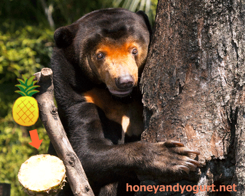 上野動物園 マレーグマ キョウコ