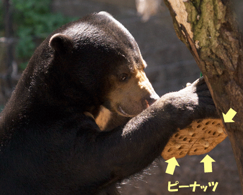 上野動物園　マレーグマ　モモコ