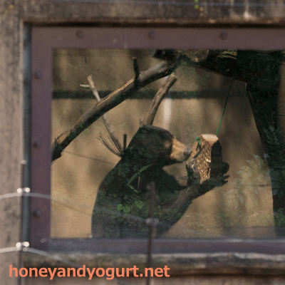 上野動物園　マレーグマ　モモコ