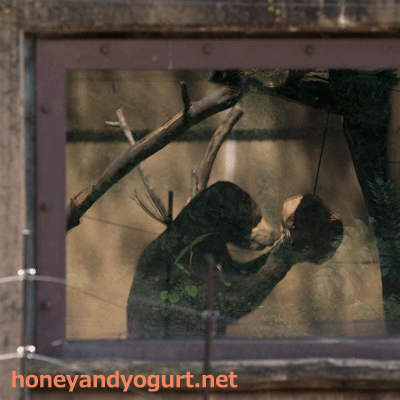 上野動物園　マレーグマ　モモコ