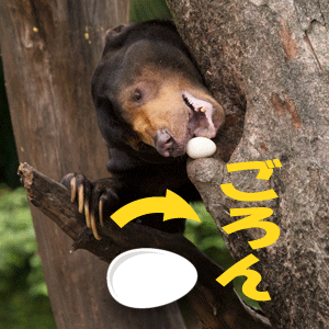 上野動物園　マレーグマ　アズマ