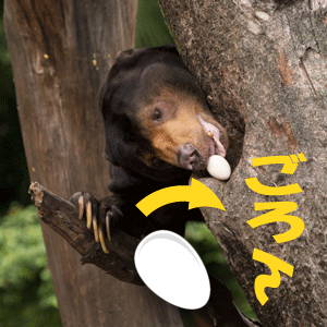 上野動物園　マレーグマ　アズマ