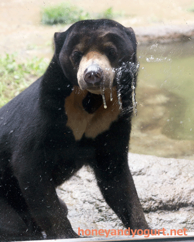 平川動物公園 マレーグマ ハニイ