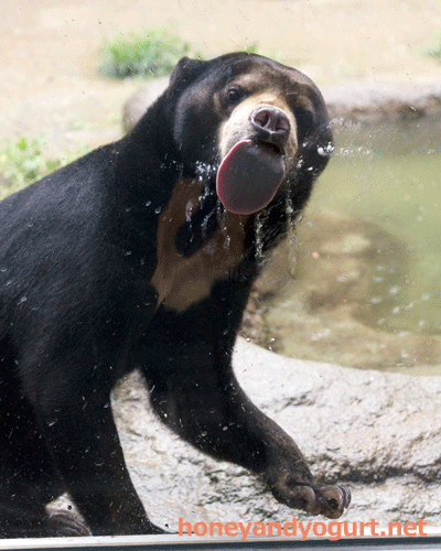 平川動物公園 マレーグマ ハニイ
