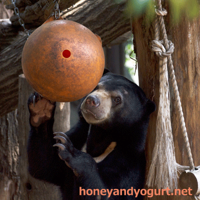 上野動物園 マレーグマ フジ