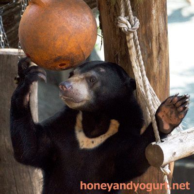 上野動物園 マレーグマ フジ