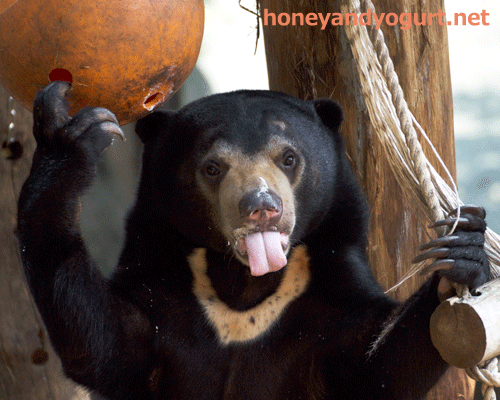 上野動物園 マレーグマ フジ