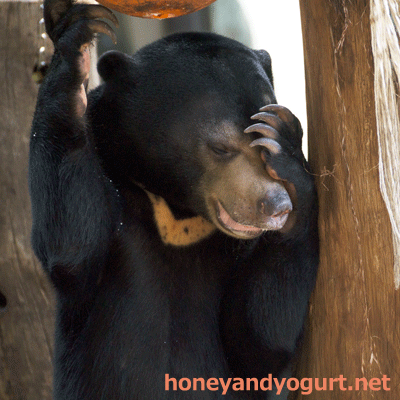 上野動物園 マレーグマ フジ