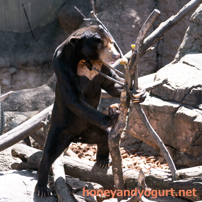 上野動物園 マレーグマ アズマ