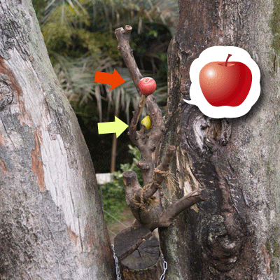 上野動物園 マレーグマ舎