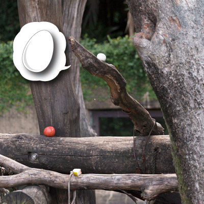 上野動物園 マレーグマ舎