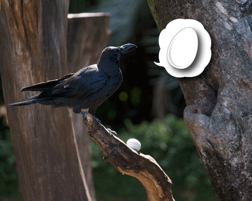 上野動物園 マレーグマ舎