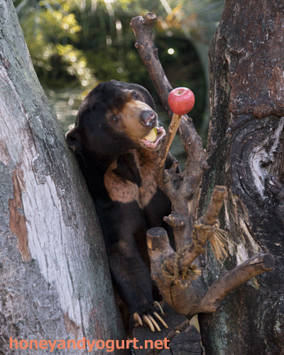 上野動物園 マレーグマ アズマ