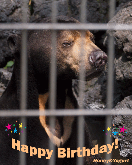 甲府市遊亀公園附属動物園　マレーグマ　サンディ