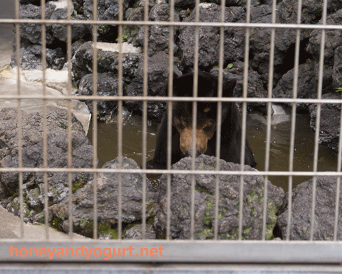 甲府市遊亀公園附属動物園　マレーグマ　サンディ