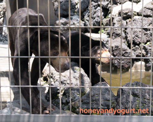 甲府市遊亀公園附属動物園　マレーグマ　サンディ　サクラ