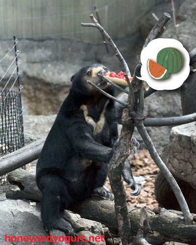 上野動物園 マレーグマ モモコ