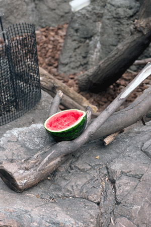 上野動物園 マレーグマ舎
