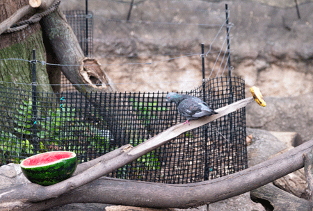 上野動物園 マレーグマ舎