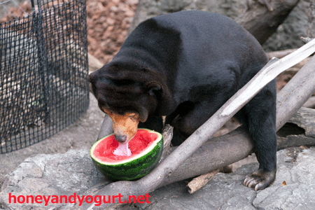 上野動物園 マレーグマ キョウコ