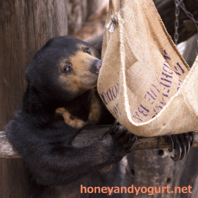 上野動物園 マレーグマ モモコ