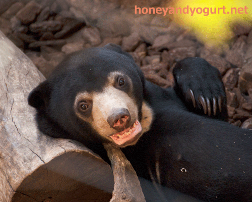 上野動物園　マレーグマ　フジ