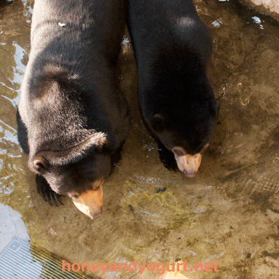 上野動物園　マレーグマ　モモコ　フジ