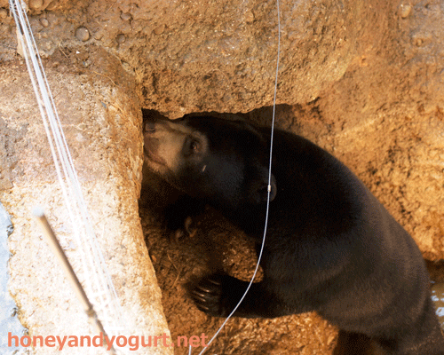 上野動物園　マレーグマ　フジ