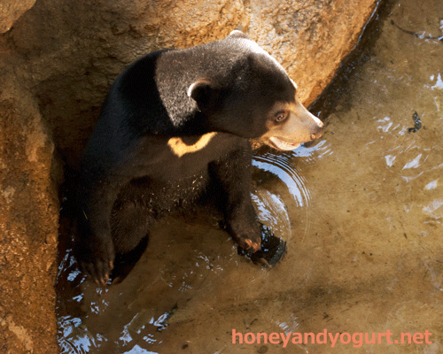 上野動物園　マレーグマ　フジ