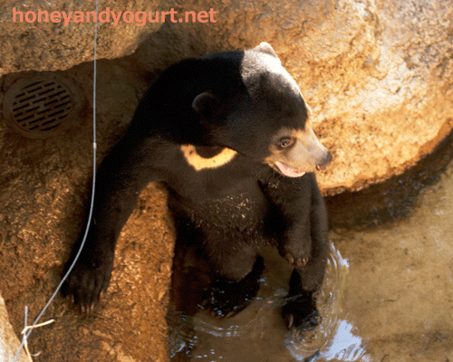 上野動物園　マレーグマ　フジ