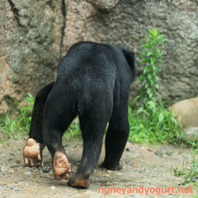 平川動物公園 マレーグマ ハニイ