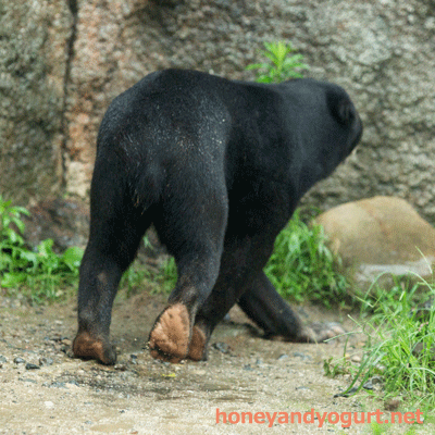 平川動物公園 マレーグマ ハニイ