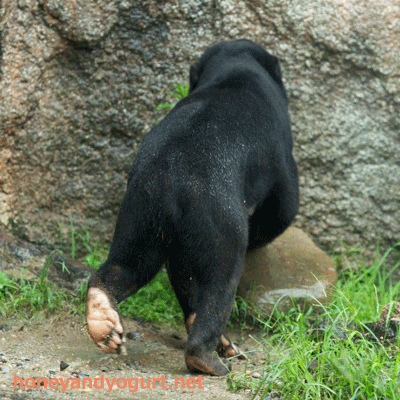 平川動物公園 マレーグマ ハニイ