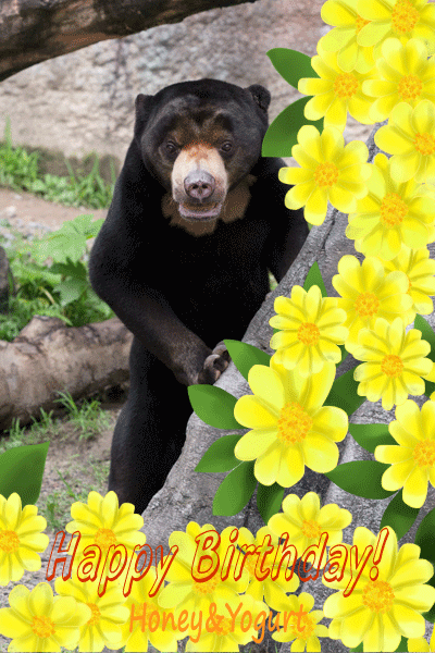 平川動物公園 マレーグマ ハニイ